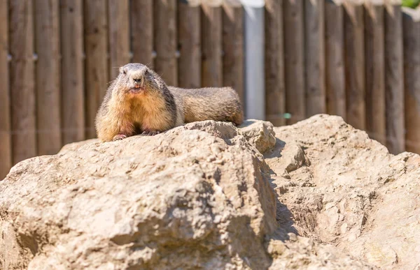 Marmota em pedaço de rocha no zoológico — Fotografia de Stock