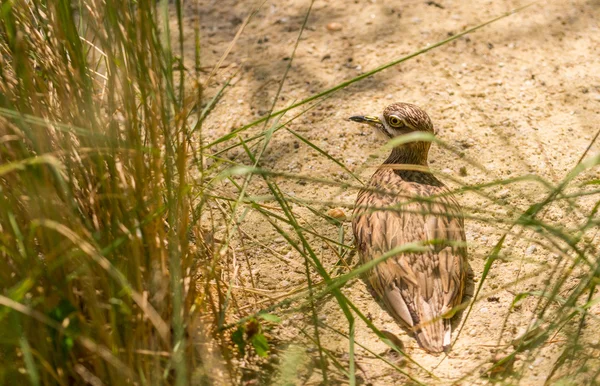 Pequeño sandpiper marrón pájaro acuático sentado en el nido — Foto de Stock