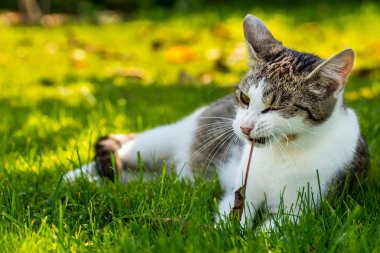 Yetişkin kedi çalış sokması eski yaprak bahçede