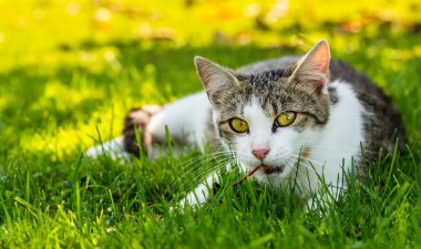 Bahçedeki eski kuru bırakın ile yetişkin kedi çalış