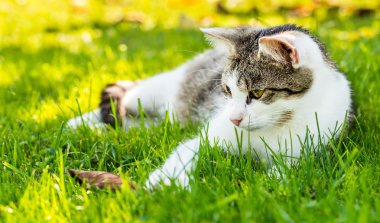 Yetişkin beyaz-tekir kedi içinde belgili tanımlık bahçe aittir