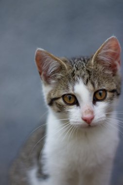 Küçük yavru kedi portresi