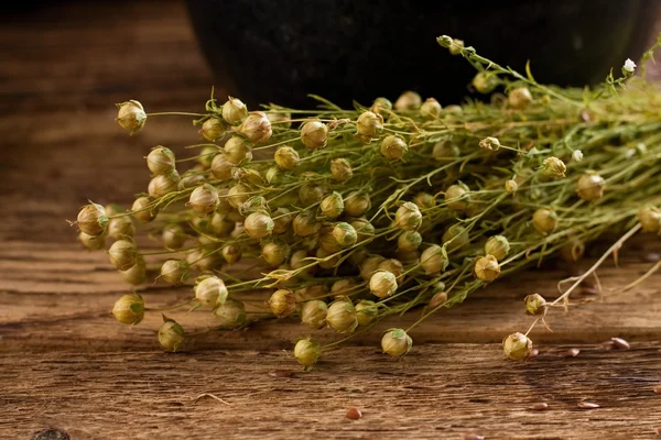 Bunch of flax plants which are bonded by natural cord — Stock Photo, Image