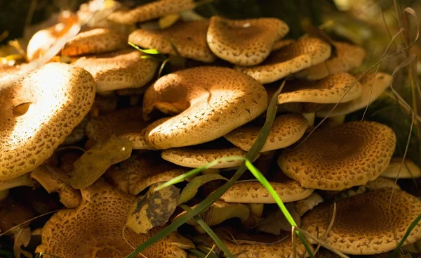 秋叶中的香菇 — 图库照片