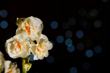 Üç beyaz nergis çiçek yansımaları ile siyah arka plan üzerine