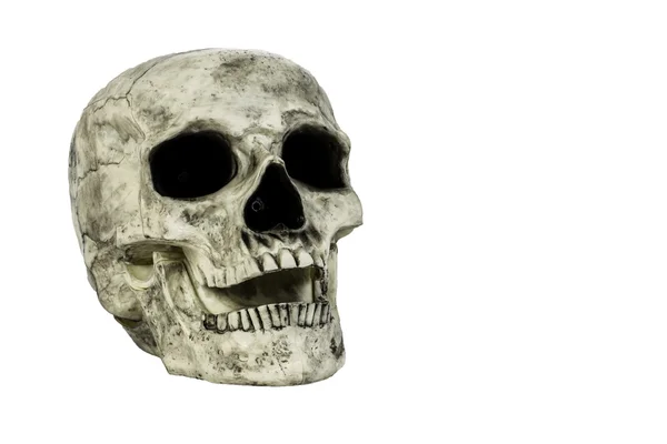 Skull Head Isolated — Stock Photo, Image