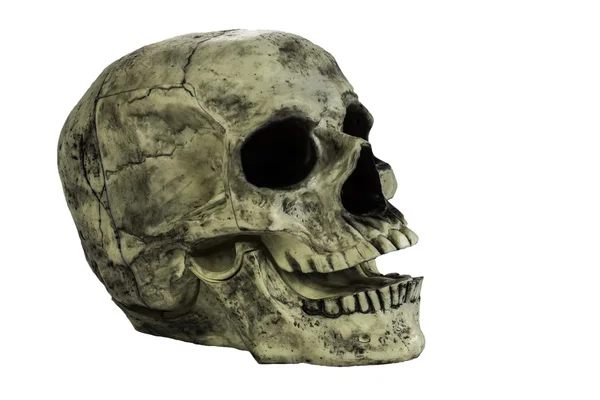 Skull Head Isolated — Stock Photo, Image