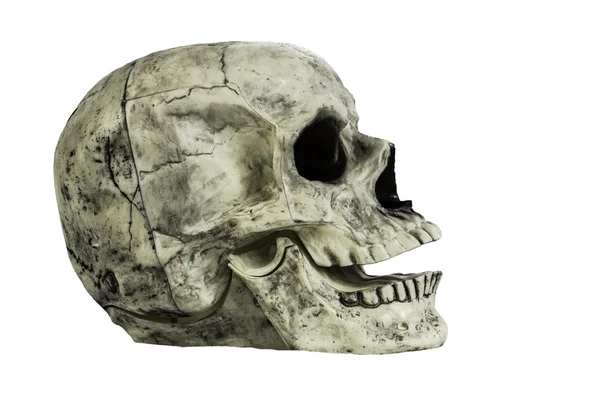 Skull Head Isolated — Stock Photo, Image