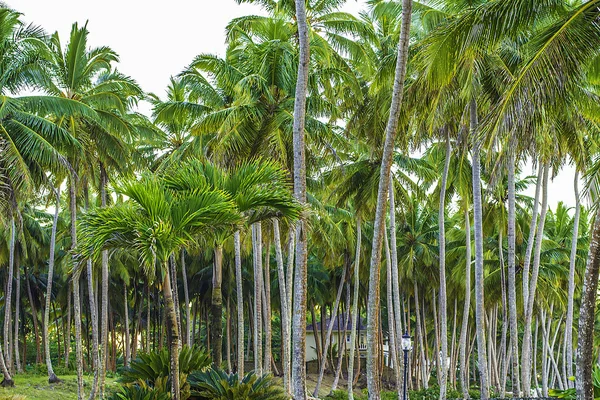 Palmbomen — Stockfoto