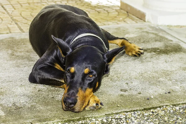 Fekete doberman pinscher kutya — Stock Fotó