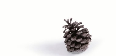 Beyaz arka planda izole edilmiş çam fıstığı. dizayn ögesine uygun.