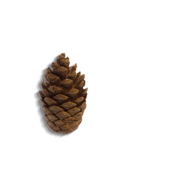 Top up view of pine cones isolated on white background. suitable for your design element.