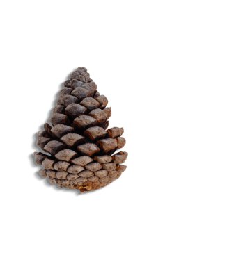 Top up view of pine cones isolated on white background. suitable for your design element.