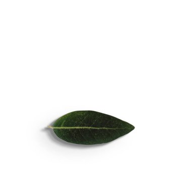 Top up view isolated green leaves on white background.fit for your design element.