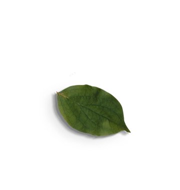 Top up view isolated green leaves on white background.fit for your design element.