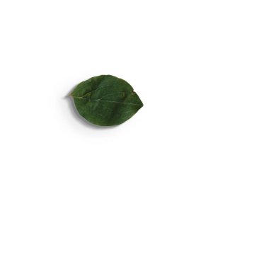 Top up view isolated green leaves on white background.fit for your design element.