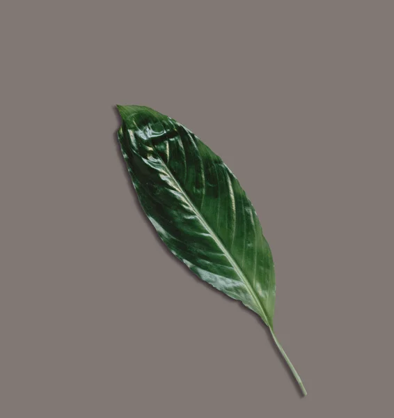 Top View Isolated Leaf Dark Background Fix Your Design Element — Stock Photo, Image