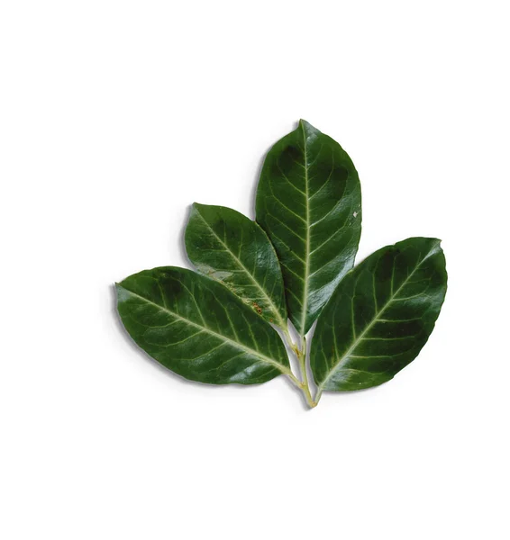 Κορυφή Δείτε Απομονωμένα Πράσινα Φύλλα Λευκό Φόντο Κατάλληλο Για Στοιχείο — Φωτογραφία Αρχείου