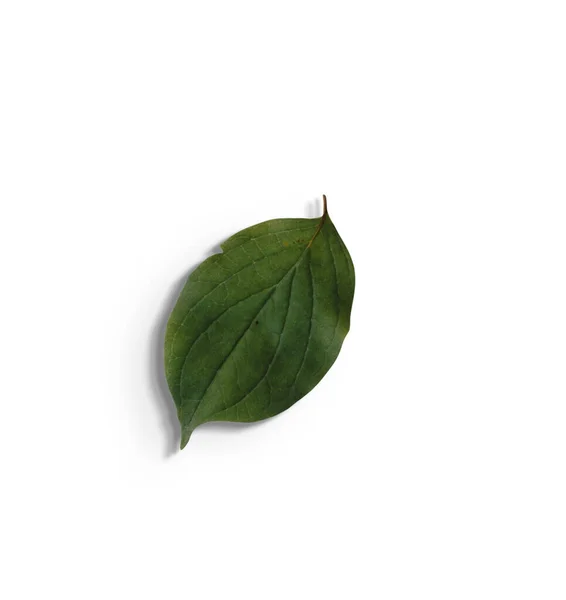 Κορυφή Δείτε Απομονωμένα Πράσινα Φύλλα Λευκό Φόντο Κατάλληλο Για Στοιχείο — Φωτογραφία Αρχείου
