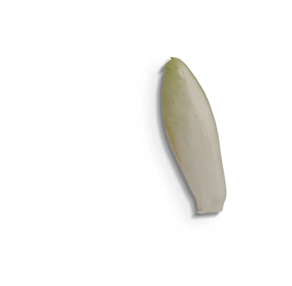Close View Fresh Green Endive Isolated White Background Added Copy — Stok Foto