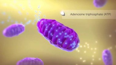 ATP synthase 3d canlandırması