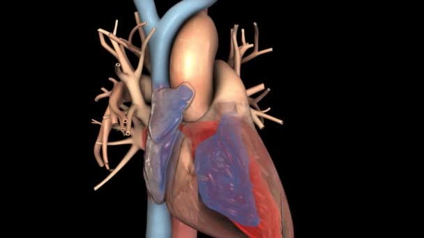 心臓のリズムの混乱と拡大 — ストック動画