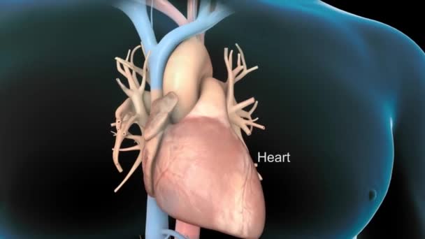 心血管系と心臓の鼓動 — ストック動画