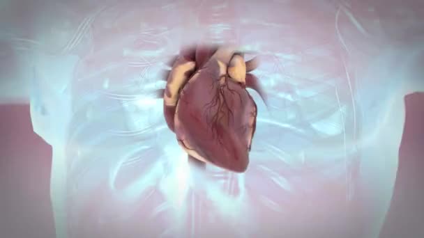 Sistema Circolatorio Umano Cuore Battito Anatomia Concetto Animazione — Video Stock