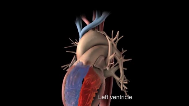 Nodo Sinoatriale Sistema Cardiovascolare — Video Stock
