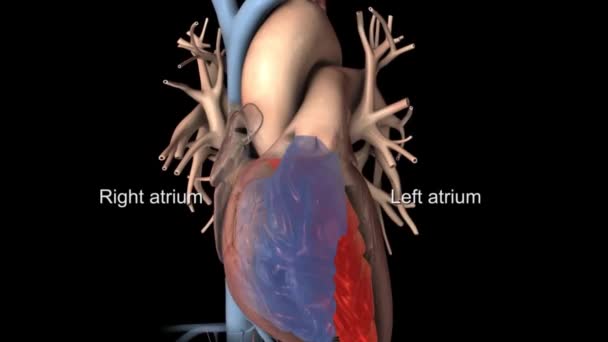 Tıbbi Dijital Teknoloji Kavramına Sahip Atrial Fibrillation — Stok video