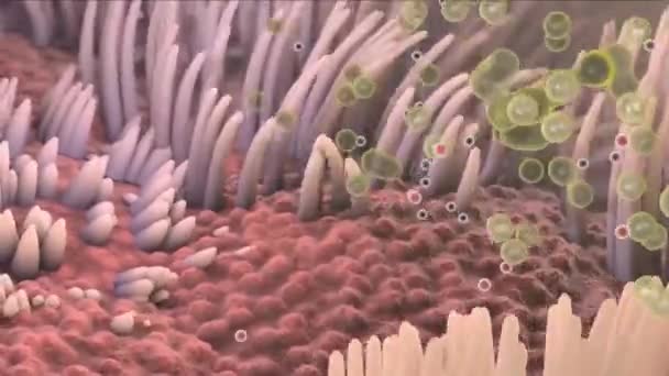 Sistema Respiratorio Umano Concetto Animazione Anatomica Dei Polmoni — Video Stock