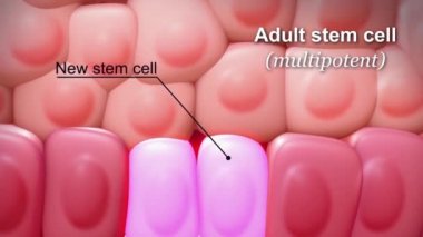 Mikroskop altında embriyonik kök hücre kolonisi. Hücresel terapi ve üç boyutlu kusursuz animasyon içinde rejenerasyon ve hastalık tedavisi araştırmaları. İnsan vücudu konsept döngüsünün biyolojisi ve tıbbı.