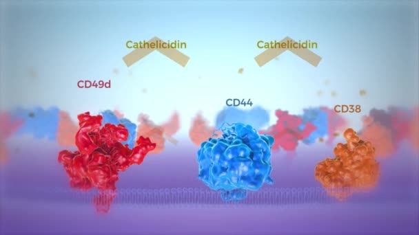 Visão Corte Membrana Celular Humana Vermelho Azul Mostrando Proteínas Transmembranares — Vídeo de Stock