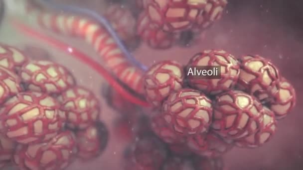 Alveolus Närbild Anatomi Syre Och Koldioxid Utbyte Mellan Alveolus Och — Stockvideo