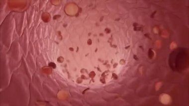 Alveolus alveoller ve kılcal damarlar arasındaki anatomi, oksijen ve karbondioksit değişimi, dış solunum mekanizması.