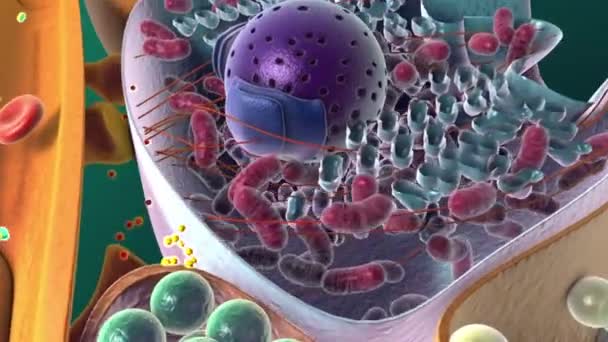 Amyloid Precursor Protein App Cleavage Animation — Stock Video