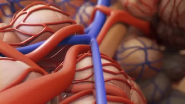 Анатомия Альвеол Крупным Планом Обмен Кислородом Углекислым Газом Между Альвеолами — стоковое видео