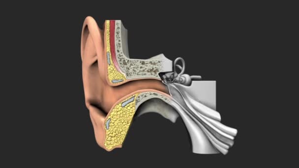 耳朵是检测声音的器官 它不仅接收声音 而且在平衡和身体位置上也有帮助 耳朵是听觉系统的一部分 — 图库视频影像