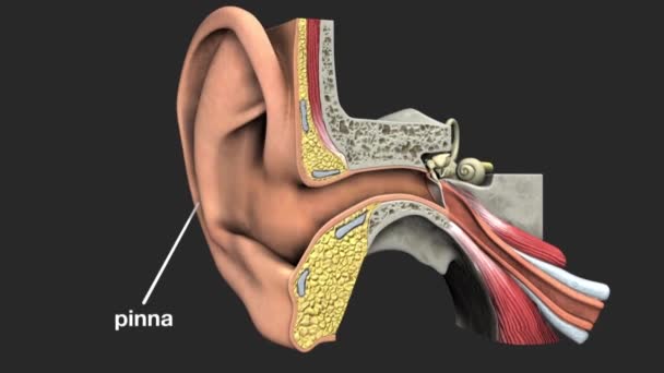 Oreille Est Organe Qui Détecte Son Reçoit Non Seulement Son — Video