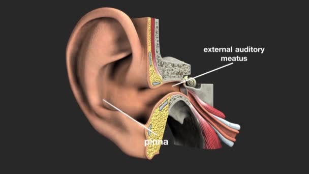 耳は音を感知する器官です 音だけでなく バランスや体の位置にも役立ちます 耳は聴覚システムの一部です — ストック動画