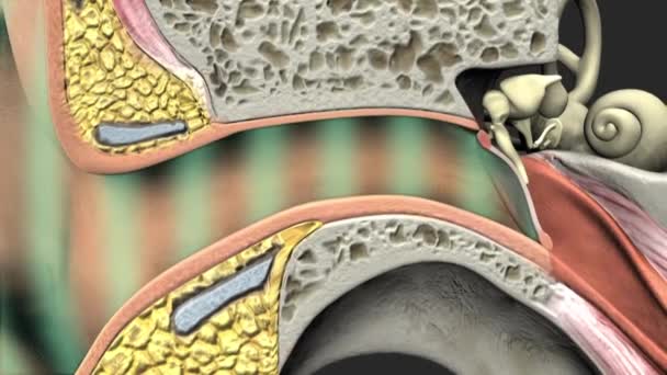 Ear Organ Detects Sound Only Receives Sound Also Aids Balance — Stock Video