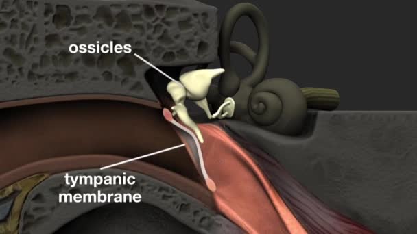 Ear Organ Detects Sound Only Receives Sound Also Aids Balance — Stock Video