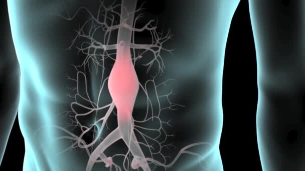 用透明的皮肤显示人的腹部区域 显示肺 骨骼系统和心血管系统 — 图库视频影像