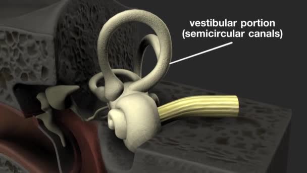 Oreille Est Organe Qui Détecte Son Reçoit Non Seulement Son — Video