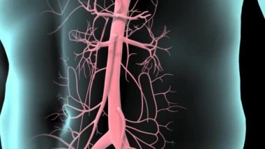 Akciğeri, kalbi, karaciğeri, midesi, bağırsakları, iskelet sistemi ve kardiyovasküler sistemi gösteren şeffaf derisi olan bir erkeğin karın bölgesini kapatın.