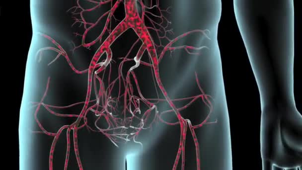 骨格系および心血管系を示す透明な肌を示す人間の男性の腹部領域の閉鎖 — ストック動画
