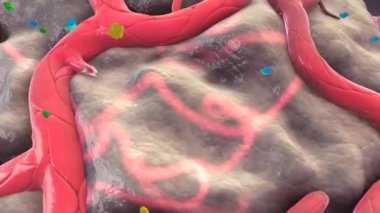 Kılcal damarlardaki uzaysal olarak izole edilmiş kasılmalı hücrelerin, serebral kan akışını fizyolojik olarak kontrol ettiği ve iskemiden sonra iskemiden sonra kan akışını kısıtladığı, kılcal damarları daraltarak ve sonra da ölmesiyle.