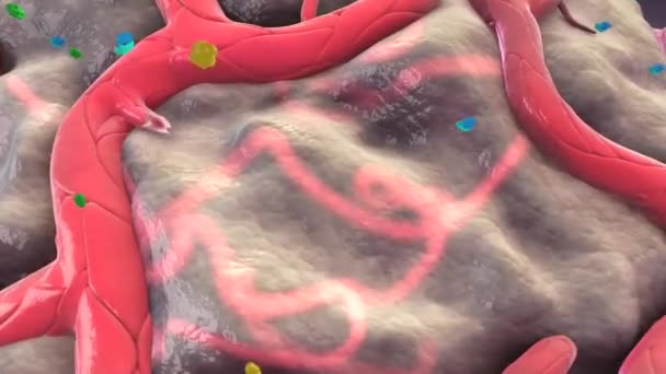 Perizyten Räumlich Isolierten Kontraktilen Zellen Auf Kapillaren Wurden Hirndurchblutung Physiologisch — Stockvideo