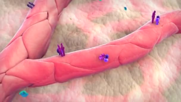 Kılcal Damarlardaki Uzaysal Olarak Izole Edilmiş Kasılmalı Hücrelerin Serebral Kan — Stok video