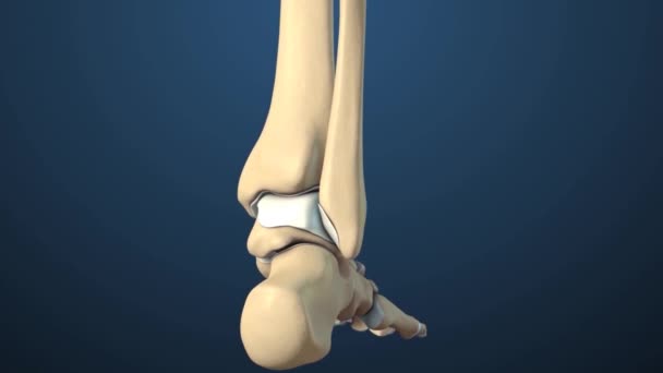 Animation Ankle Joint Anatomy Osteoarthritis Ankle Long Tibia Fibula Bones — Vídeos de Stock